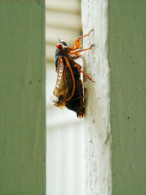 cicada.jpg