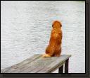 dog.jpg