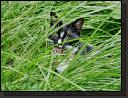 hidden-kitty.jpg