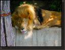 lion-sleeps-tonight.jpg