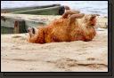 sandy.jpg
