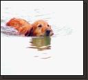 waterdog.jpg