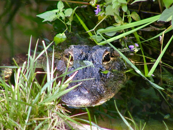 mygator.jpg
