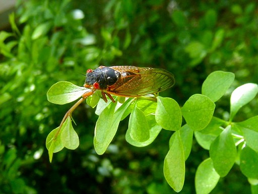 solitary-cicada.jpg
